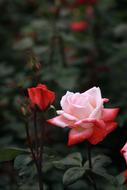 flowers pink red garden