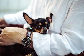 Chihuahua Dog Tiny man hand watch