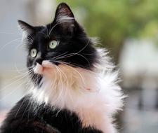 black and white furry cat looking aside