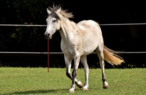 white horse in the paddock on a sunny day