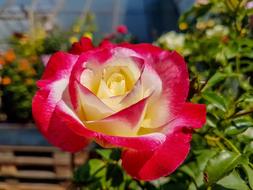 yellow rose with red rims in the garden