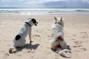 Dogs Beach