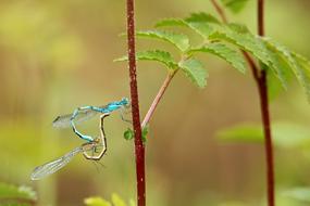 Dragonfly Pairing Macro photo