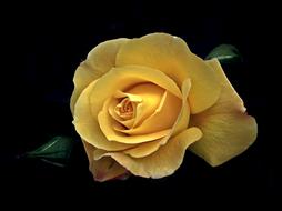 delicate yellow rose on a black background