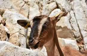 Portrait of the beautiful, cute and colorful goat in light, near the rocks