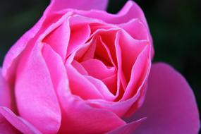 Close-up of the beautiful, pink, gradient rose, at black background