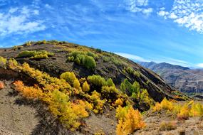 Autumn Season bushes
