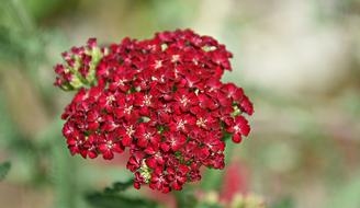 Close-up of the beautiful, blossoming, red flowers, at blurred background