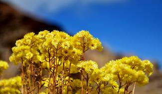 Yellow Wildflowers