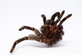 Skinning Tarantula Macro