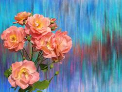 bunch of roses at colorful background