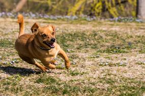 Cute, beautiful and colorful dog, running on the colorful and beautiful field