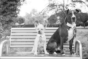 two dogs with ties sit on bench in park, black and white