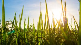 Beautiful and colorful grass, growing in the sunlight, in Thailand