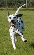 photo of a happy running dalmatian