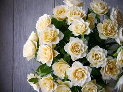 Beautiful bouquet of the yellow and white roses with green leaves, at background with the wooden surface