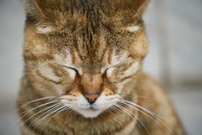 portrait of Cat Animal on Street