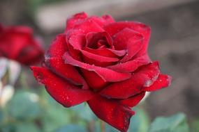 Red Rose closeup at blur background