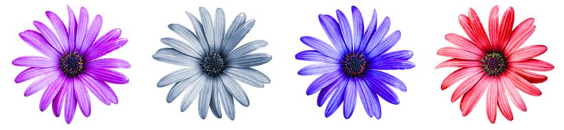 four bright colored Daisies