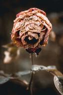 dry rose on blurred background