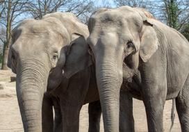 Elephant at Animal World Tribe