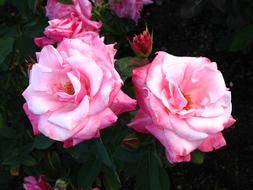 pink Roses, Flowers in Garden
