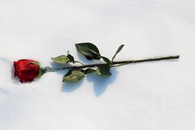 photo of Red Rose In Snow
