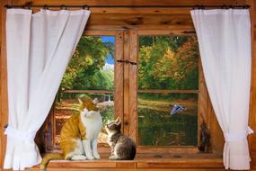 cats Window