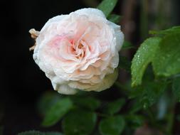 rose on a wet bush on a blurred background