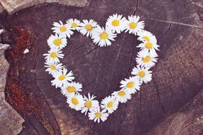 heart of daisies on a tree stump