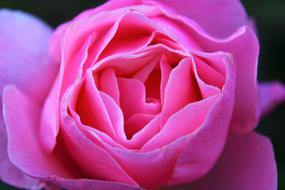 rose with pink petals close up