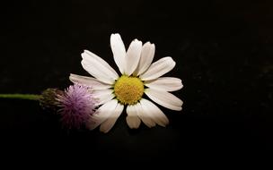Flowers Yellow white