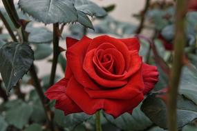 Beautiful red flower and green leaves of the prickly plant