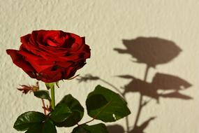 Rose Red Shadow wall