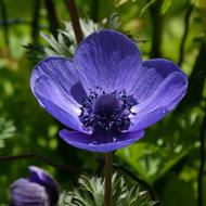 anemone, Purple Flower, macro