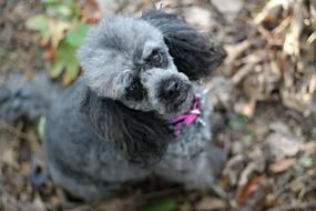 Poodle, grey Miniature dog looking up