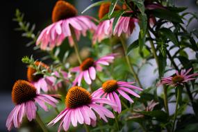 orange Pink Flowers in garden