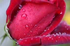 Drops on Red Rose