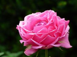 rose in the garden on a blurred background