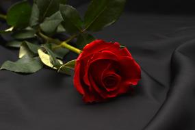 Rose Red dry