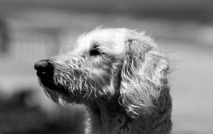 Labradoodle Mix Breed Dog black and white