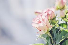 bouquet of pink roses on a blurred background