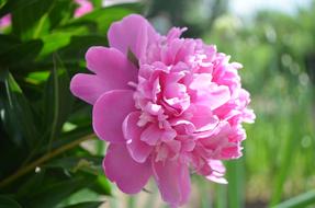 Peony Pink garden