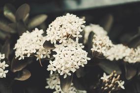 Flower Petal Love white