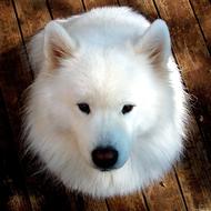 portrait of white samoyed Dog