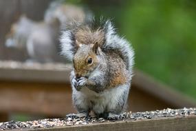 Beautiful, cute and colorful squirrel eating in Washington State