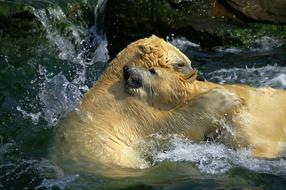 two polar bears playing in the water