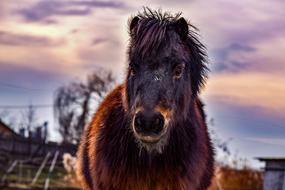 brown horse at sunset