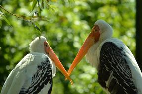 couple Bird Love at Nature