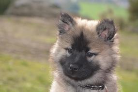 Dog Pup Bitch Nova